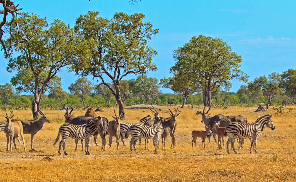 Elands, Zebra und Impalas im Etosha-Nationalpark &ndash; &copy; paula - stock.adobe.com