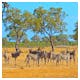 Elands, Zebra und Impalas im Etosha-Nationalpark – © paula - stock.adobe.com