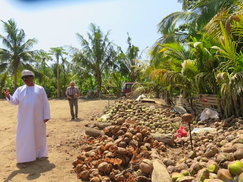 Salalah - Spaziergang in der Obst-Plantage - Kokosnüsse &ndash; &copy; Annette Weise