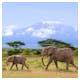 Elefanten vor dem Kilimanjaro – © ©Henry Schmitt - stock.adobe.com
