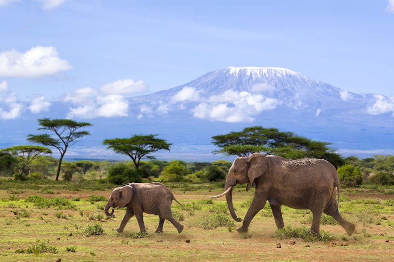Elefanten vor dem Kilimanjaro - ©©Henry Schmitt - stock.adobe.com