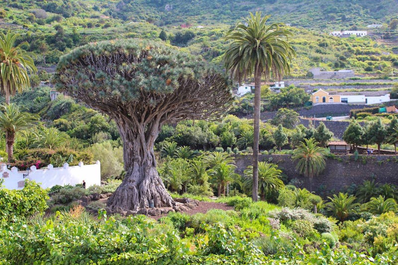 Drachenbaum, Icod de los Vinos, Teneriffa - ©Martin Jentzsch
