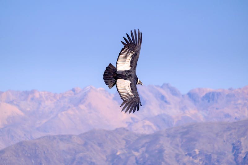 Andenkondor im Colca Canyon - ©xavier gallego morel - Adobe Stock