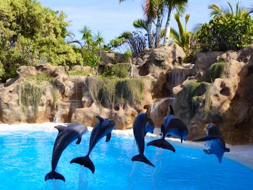 Loro Parque, Puerto de la Cruz, Teneriffa &ndash; &copy; Martin Büchner