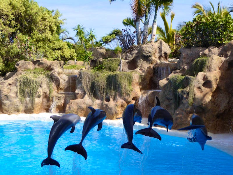 Loro Parque, Puerto de la Cruz, Teneriffa - ©Martin Büchner