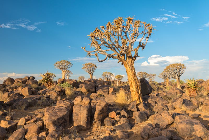 Köcherbaumwald bei Keetmanshoop - ©Manok - stock.adobe.com
