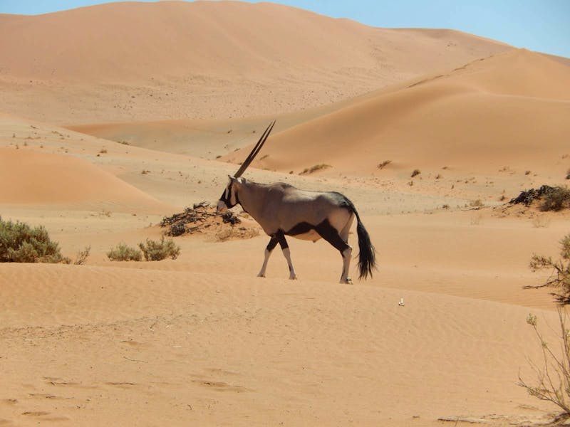 Im Namib-Naukluft Nationalpark - Sesriem - ©Eberhardt TRAVEL