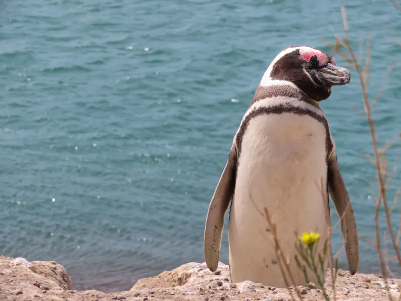 Halbinsel Valdes - &copy;Rico Manns