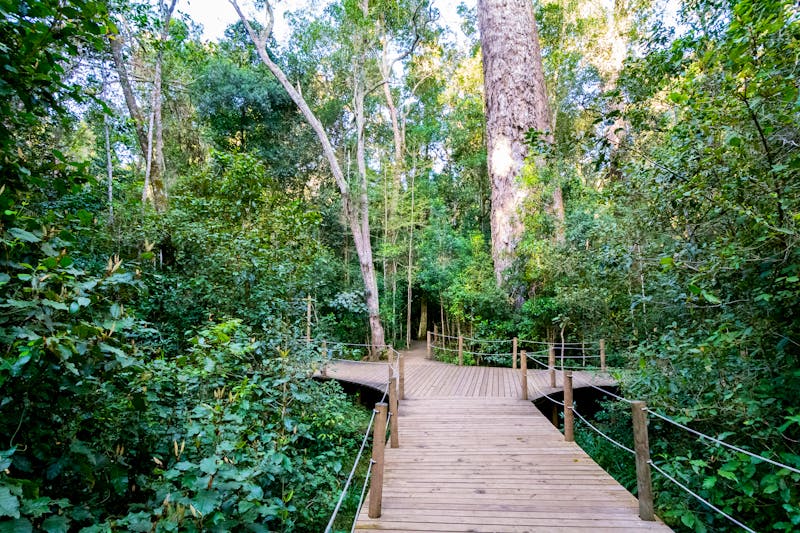 Weg zum Giant Yellowwood Tree im Tsitsikamma Nationalpark - ©Benjamin - stock.adobe.com