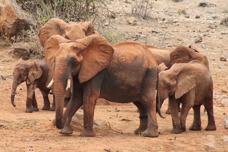Elefanten im Tsavo-Ost-Nationalpark - ©eb