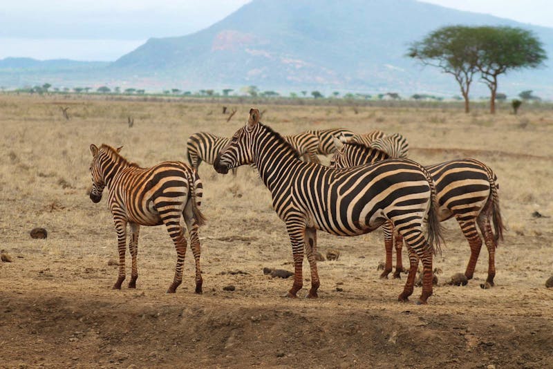Zebras im Tsavo-Ost-Nationalpark - ©Eberhardt TRAVEL