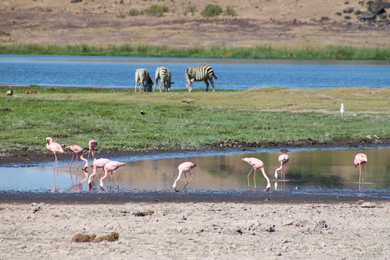 Amboseli-Nationalpark - ©Eberhardt TRAVEL