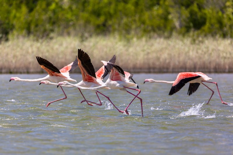 Fliegende Flamingos im Isimangaliso Wetland Park, Südafrika - &copy;danieladeutzer - stock.adobe.com