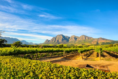 Weinberge in Stellenbosch &ndash; &copy; danedwards - stock.adobe.com