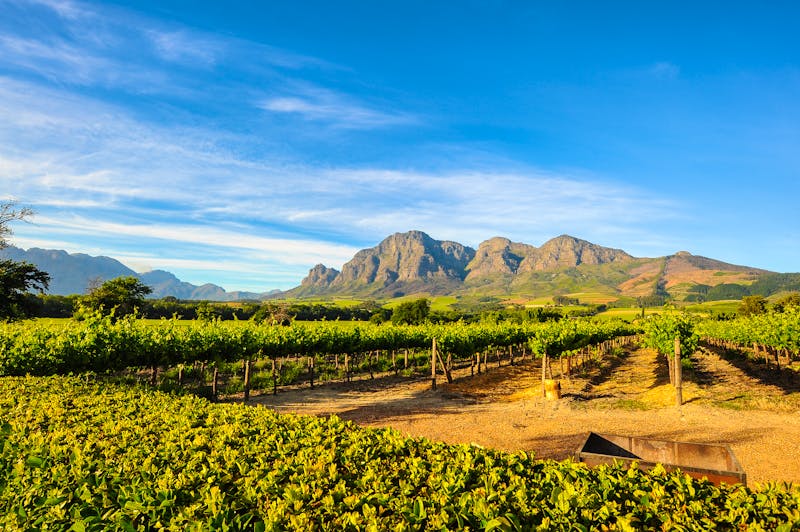 Weinberge in Stellenbosch - ©danedwards - stock.adobe.com