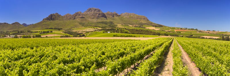 Weinberge bei Stellenbosch - ©sara_winter - stock.adobe.com