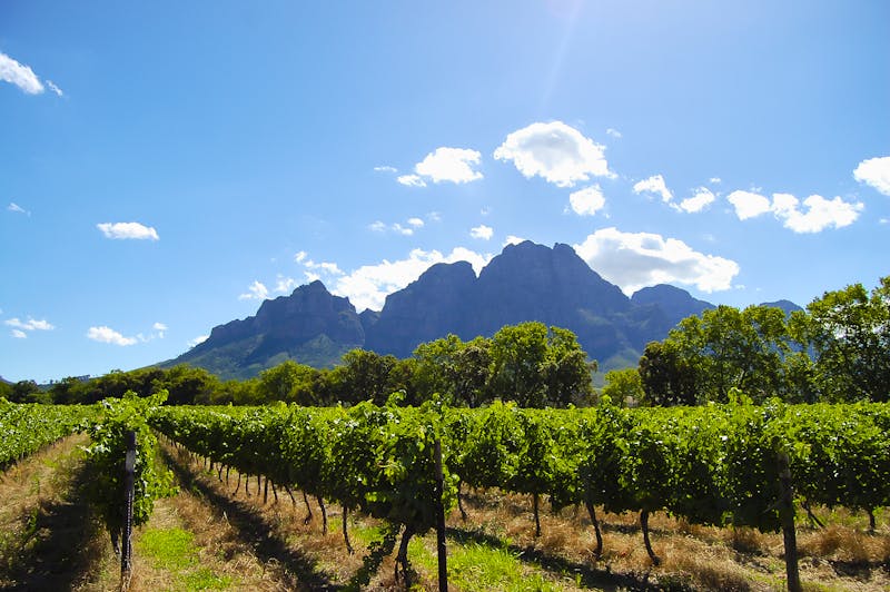 Weinberge in Stellenbosch - ©Adwo - stock.adobe.com