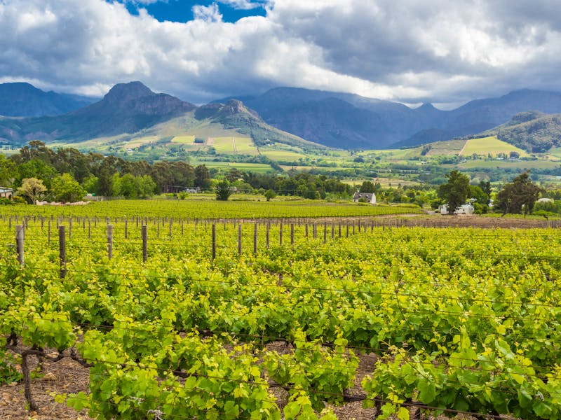 Weinregion in Franschhoek - ©Fabian - stock.adobe.com