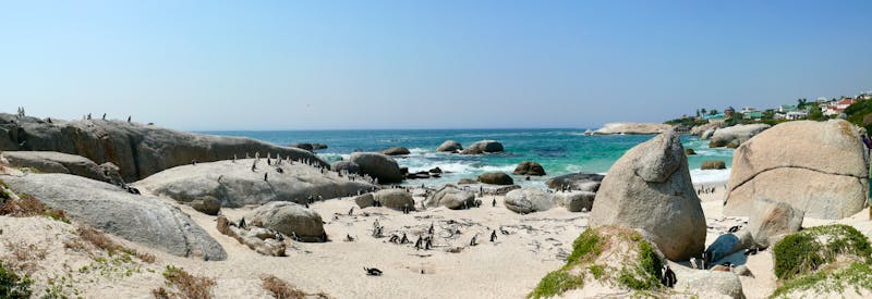 Pinguine am Boulders Beach - ©daskleineatelier - stock.adobe.com