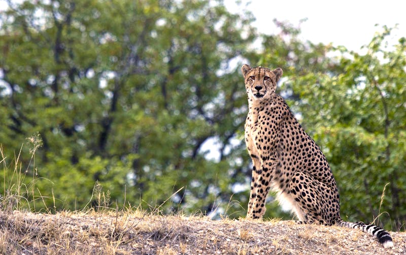 Gepard im Timbavati Wildreservat - ©Kim - stock.adobe.com