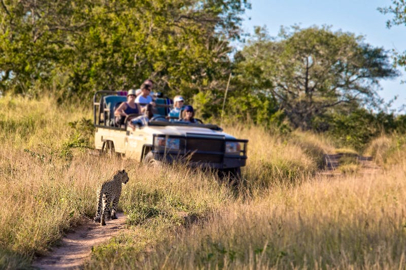 Safarifahrt - ©Delphotostock - stock.adobe.com