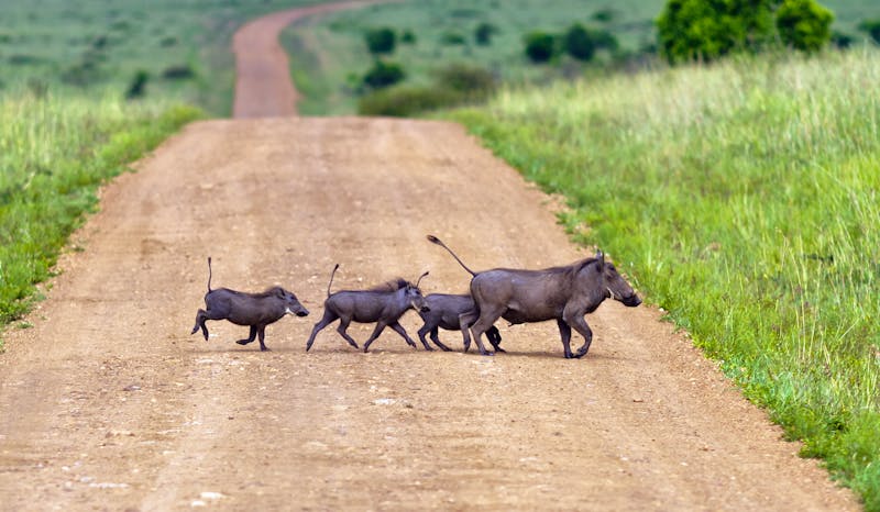 Warzenschweine in der Masai Mara - ©vadim_petrakov - stock.adobe.com