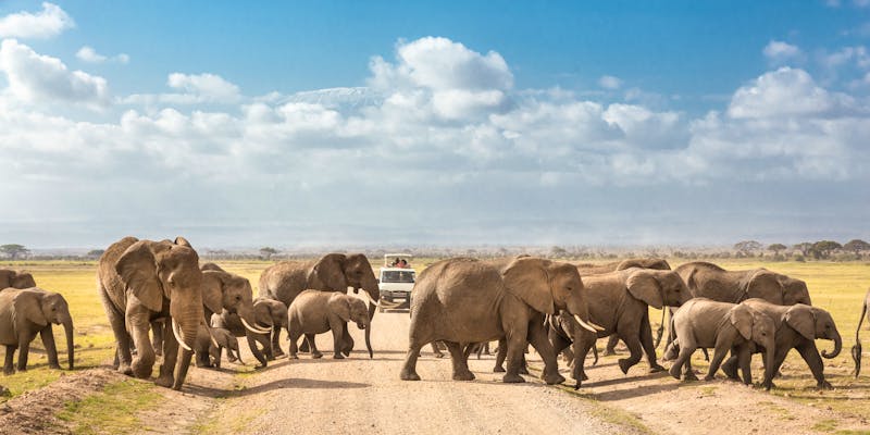 Auf Safari im Amboseli-Nationalpark - ©kasto - stock.adobe.com
