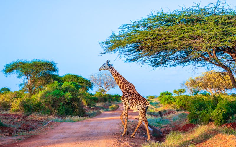 Giraffe im Tsavo-Ost-Nationalpark - ©mariusltu - stock.adobe.com