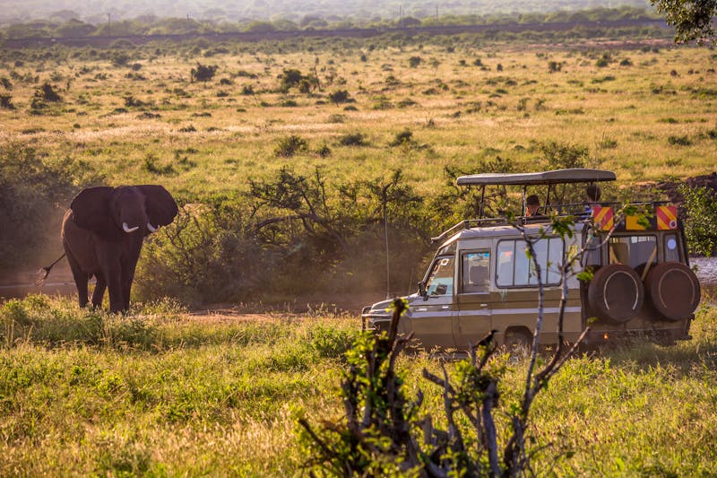 Abendliche Pirschfahrt - Elefant - ©carlootta - stock.adobe.com