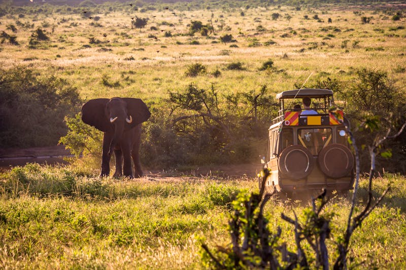 Auf Safari im Tsavo-Ost-Nationalpark - ©carlootta - stock.adobe.com