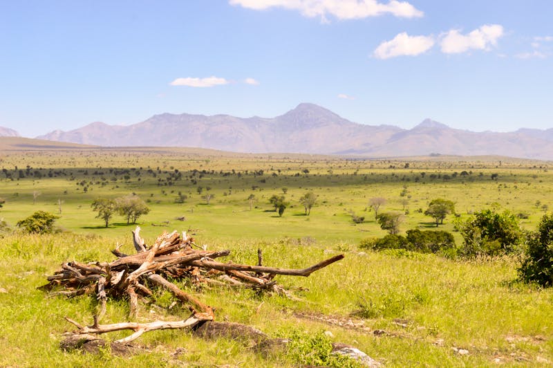 Savanne im Tsavo-Ost-Nationalpark - ©Demande Philippe - stock.adobe.com