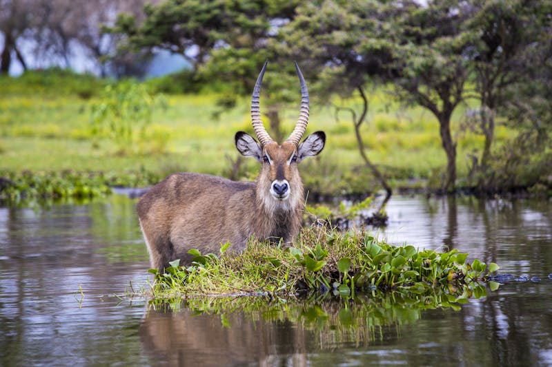 Wasserbock im Naivasha See - ©Daniel Loncarevic - stock.adobe.com