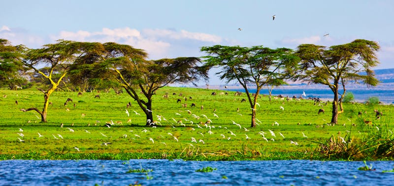 Naivasha See - ©Palenque - stock.adobe.com