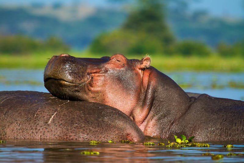 Nilpferde im Naivasha See - ©Sandra van der Steen - stock.adobe.com