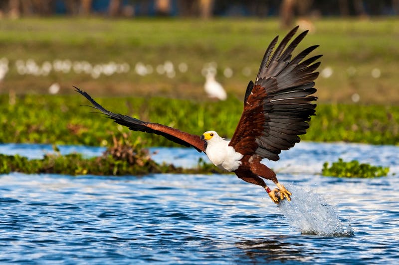 Seeadler am Naivasha See - ©Palenque - stock.adobe.com