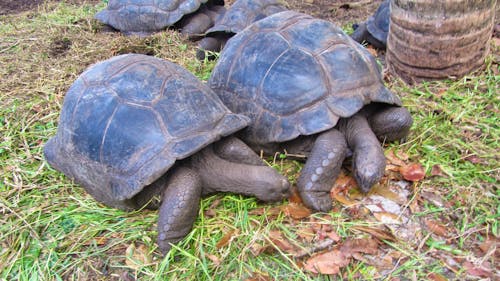 Riesenschildkröten am Anse Lazio &ndash; &copy; Eberhardt TRAVEL