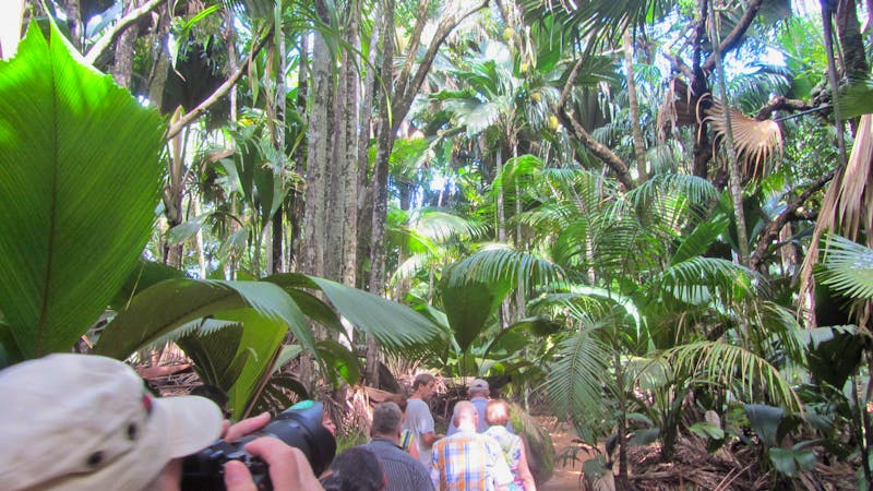 Palmenwald Vallée de Mai auf der Insel Praslin - ©Eberhardt TRAVEL
