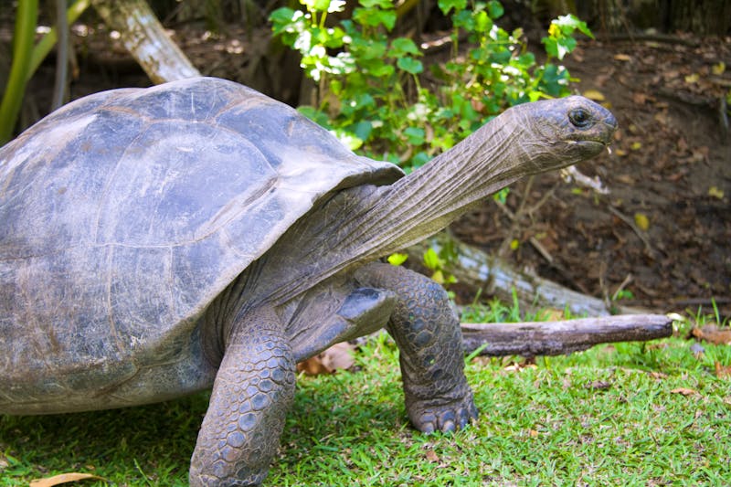 Reisenschildkröte - ©Alexey Stiop - stock.adobe.com