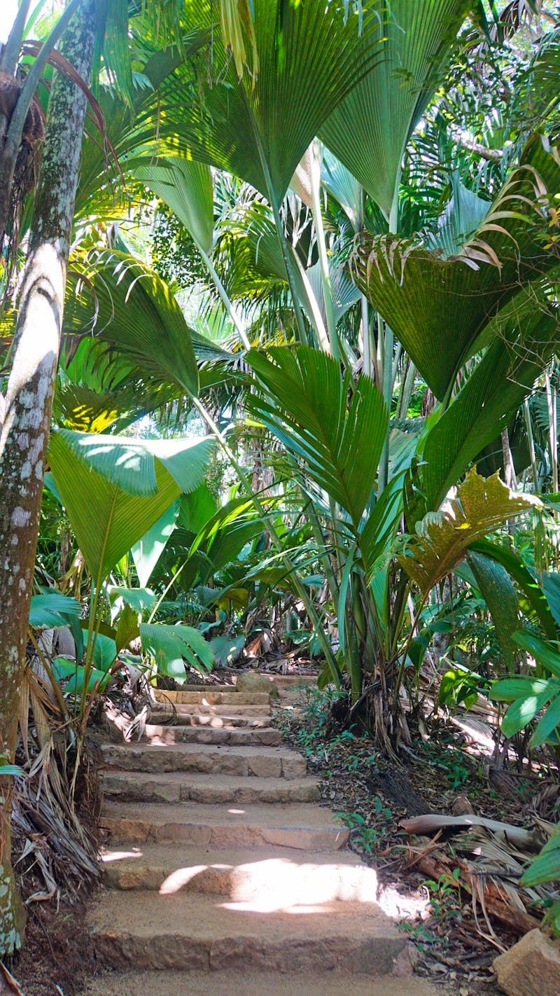Palmenwald Vallée de Mai auf der Insel Praslin - ©chriss73 - stock.adobe.com