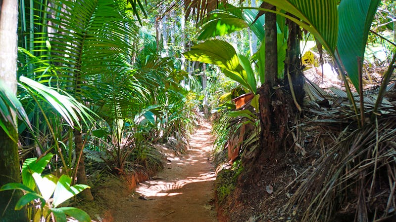 Palmenwald Vallée de Mai auf der Insel Praslin - ©chriss73 - stock.adobe.com