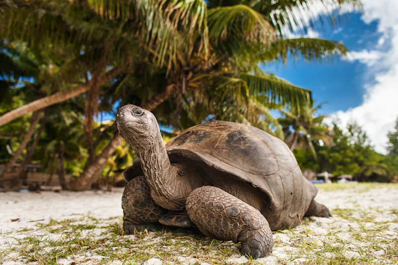 Riesenschildkröte - &copy;Pavel Korotkov - stock.adobe.com