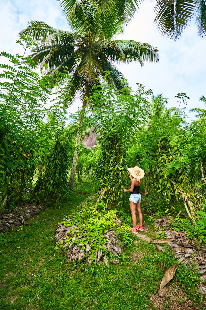 Besuch einer Vanilleplantage auf La Digue - ©LR Photographies - stock.adobe.com