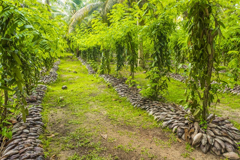 Vanilleplantage auf La Digue - ©Fyle - stock.adobe.com