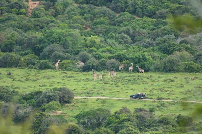 Kariega Game Reserve - ©Eberhardt TRAVEL