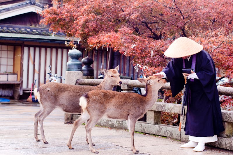 Nara -  buddhistischer Mönch und Rehe  - ©foaloce - Adobe Stock