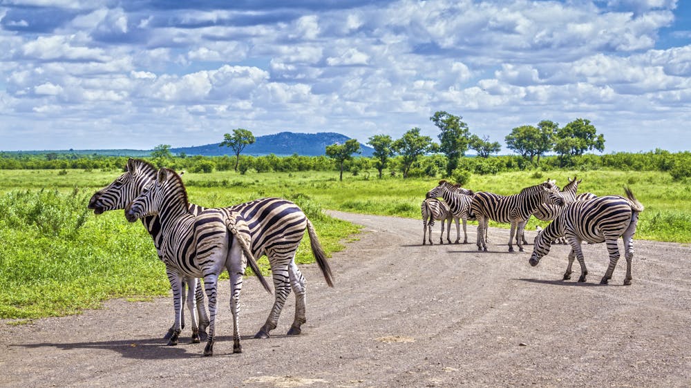Zebras im Krüger-Nationalpark &ndash; &copy; UTOPIA - stock.adobe.com