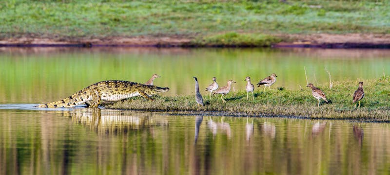 Krokodil im Krüger-Nationalpark - &copy;UTOPIA - stock.adobe.com