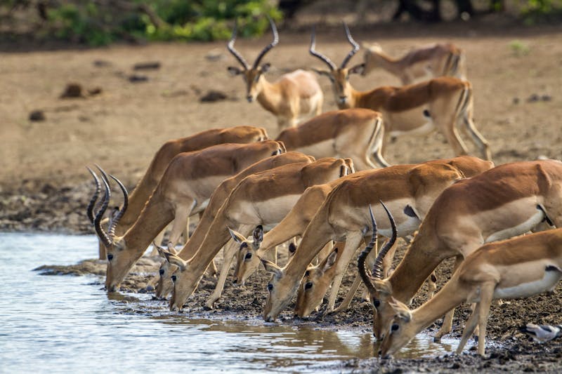 Impalas im Krüger-Nationalpark - &copy;UTOPIA - stock.adobe.com