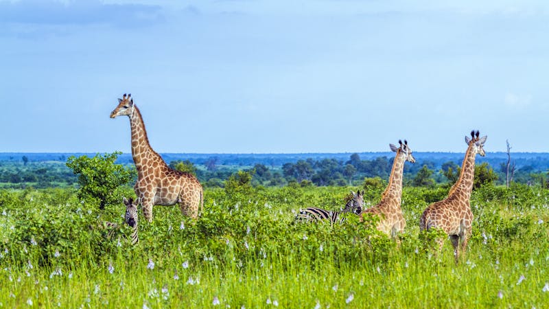 Giraffen im Krüger-Nationalpark - ©UTOPIA - stock.adobe.com