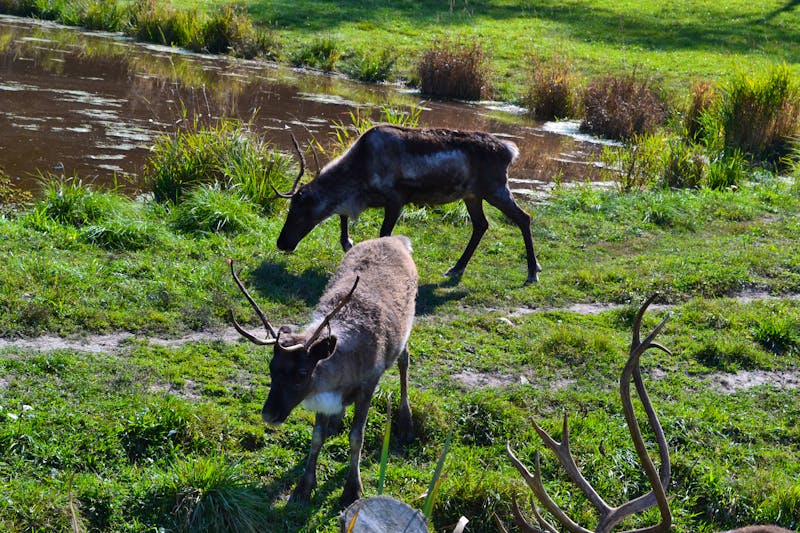 Wildlife Safari im Parc Omega - Caribous - ©Andreas Wolfsteller